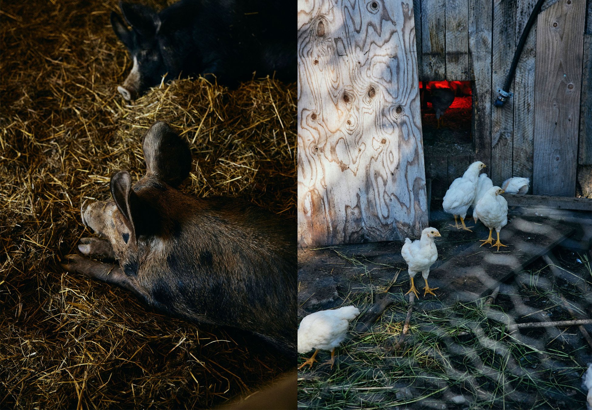 DVF_animaux.jpg