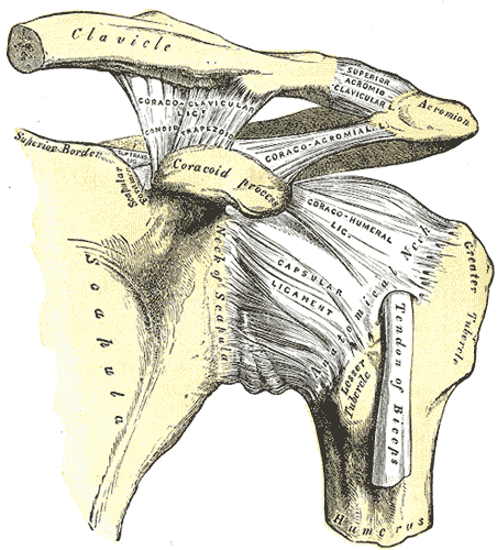 Time to get your inner anatomy geek on... nerd alert!