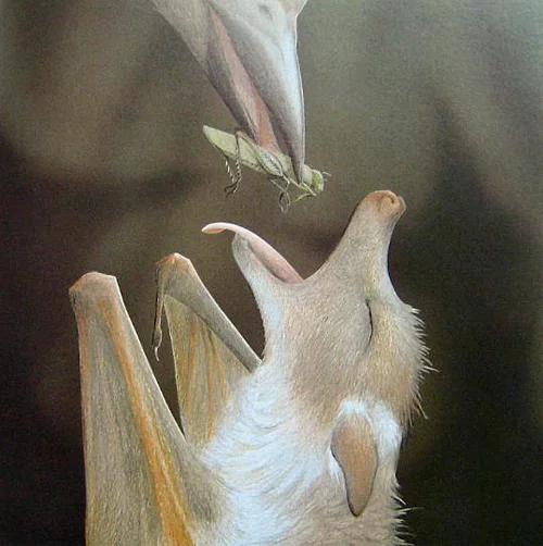 bat3__edited-1.jpg