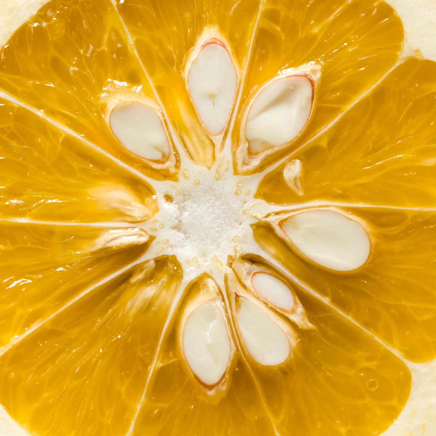 Bitter orange 1++.jpg