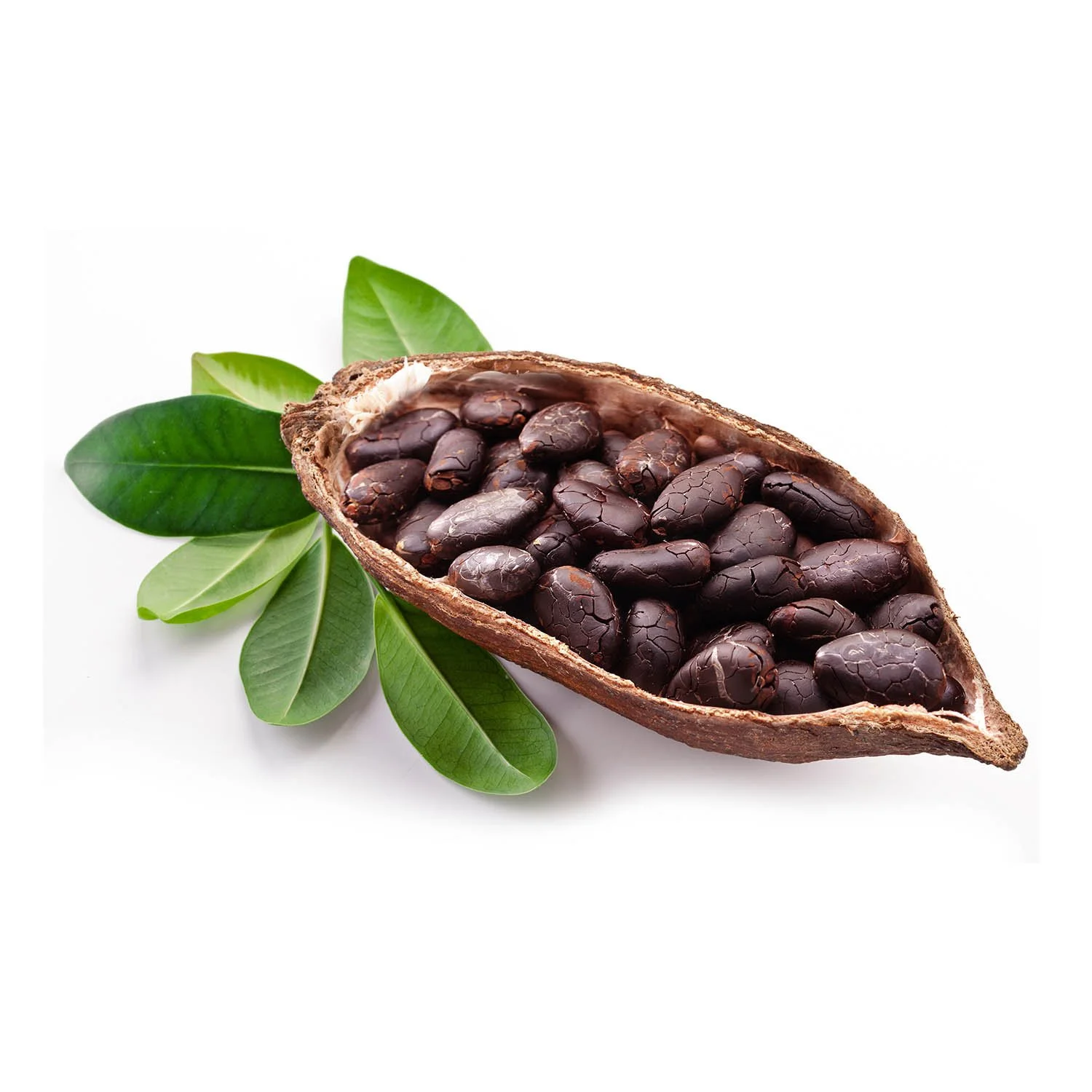 Cocoa pod 1500.jpg