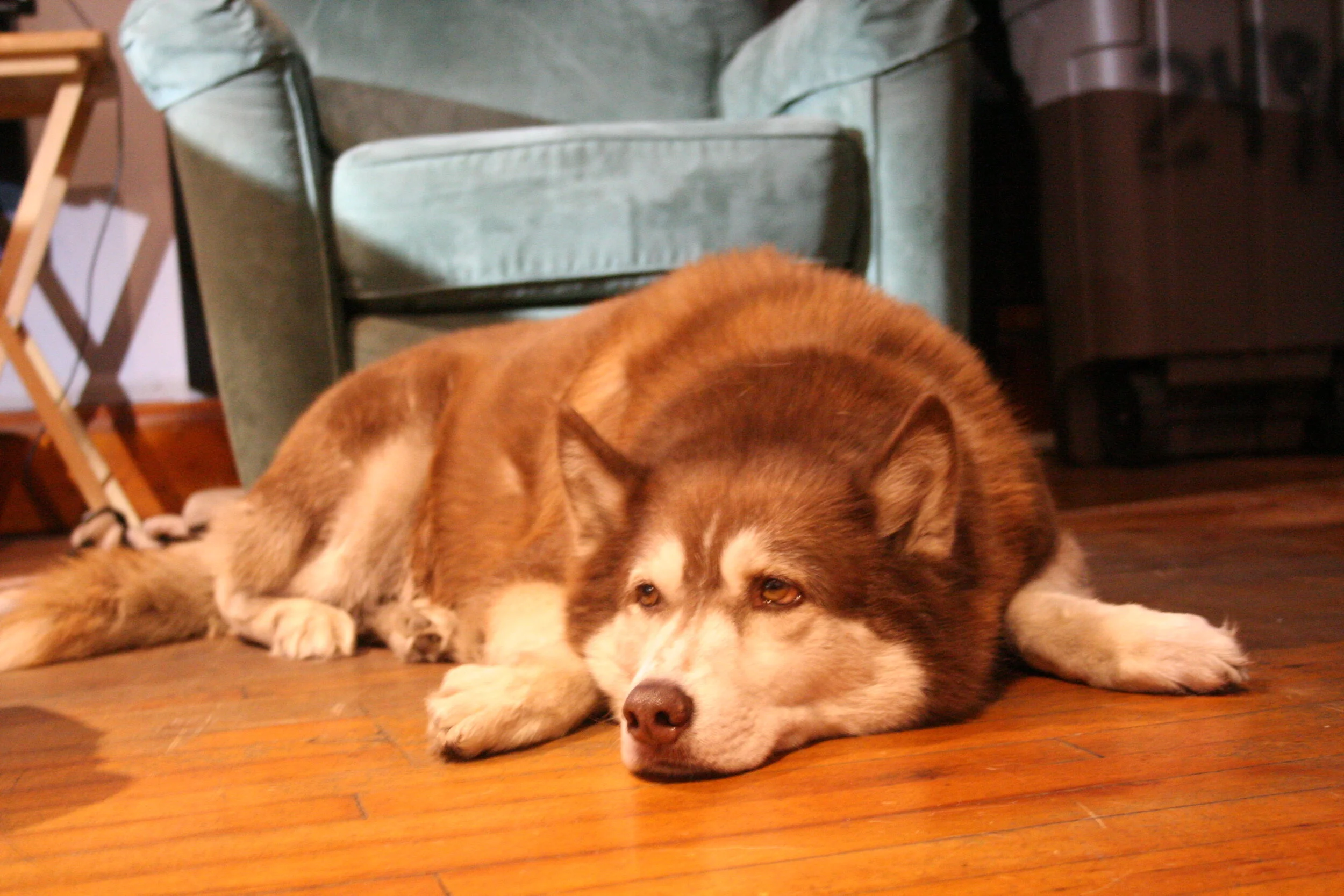 Zara, bored with it all. Photo by Brian Pierce
