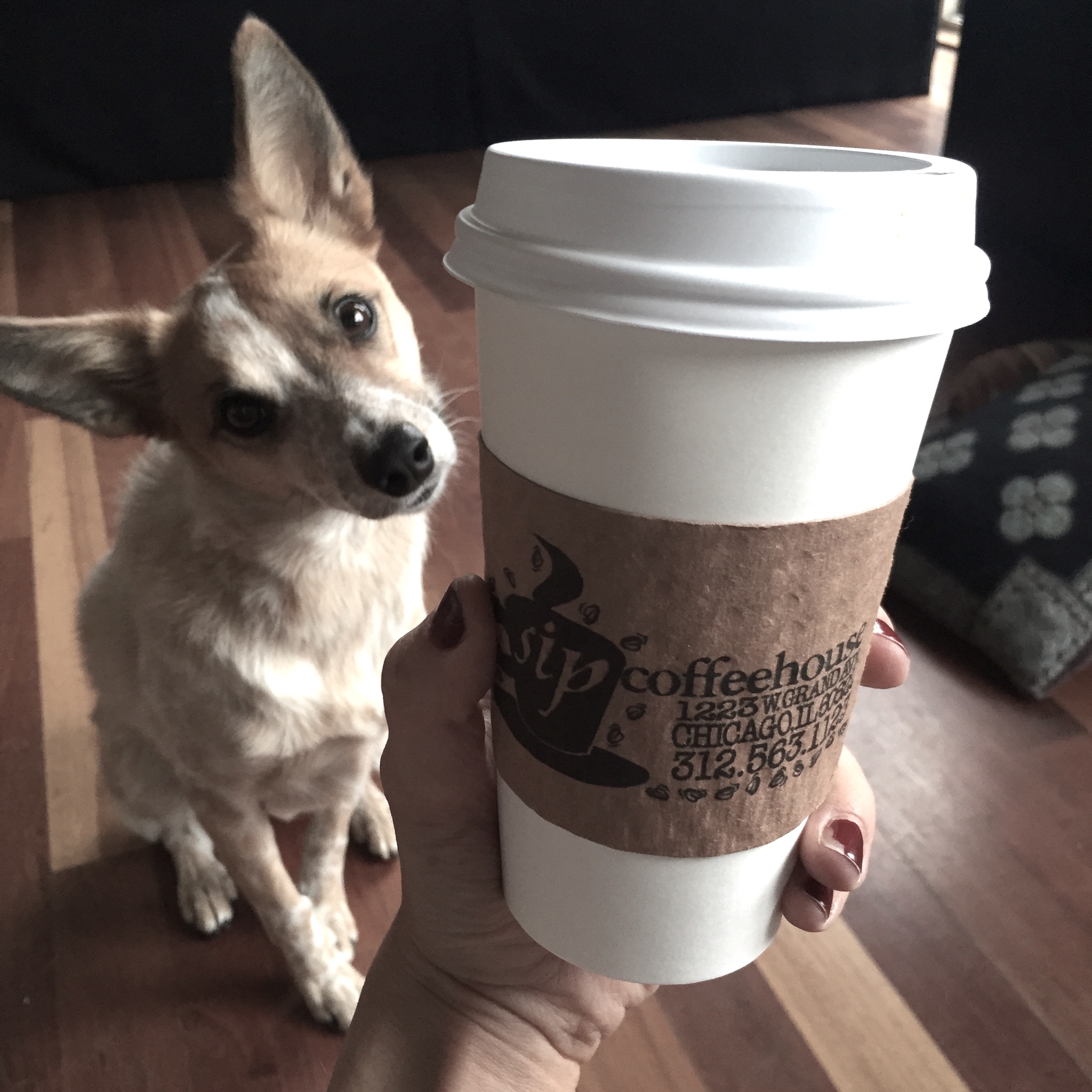 Keeping me sane and happy: my dog (Foxy) and coffee. Obviously cannot live without either one.