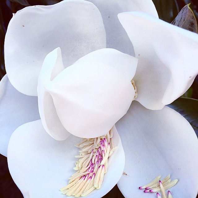 Sweet Magnolias are in bloom! #seed #magnolia #bloom #magnoliatree #photography #mrsdovebelly #travel #south