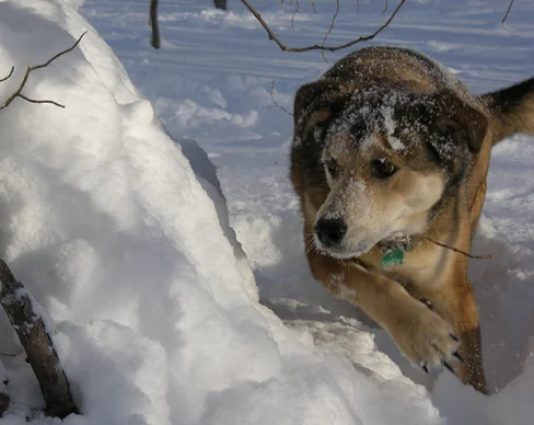 My dog Patton doing some chipmunk hunting during one of our daily hikes.