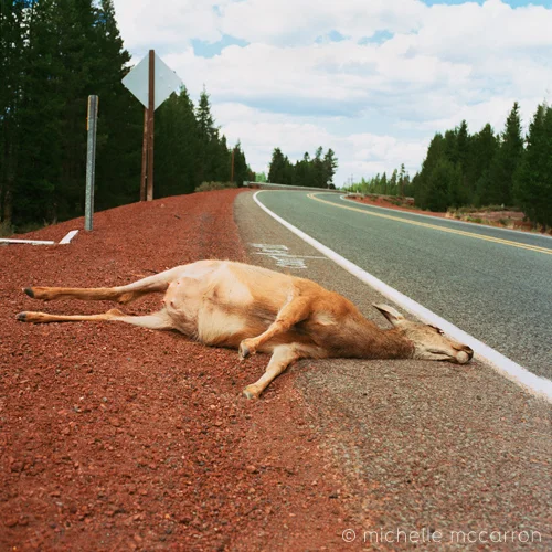  Roadkill, Oregon.