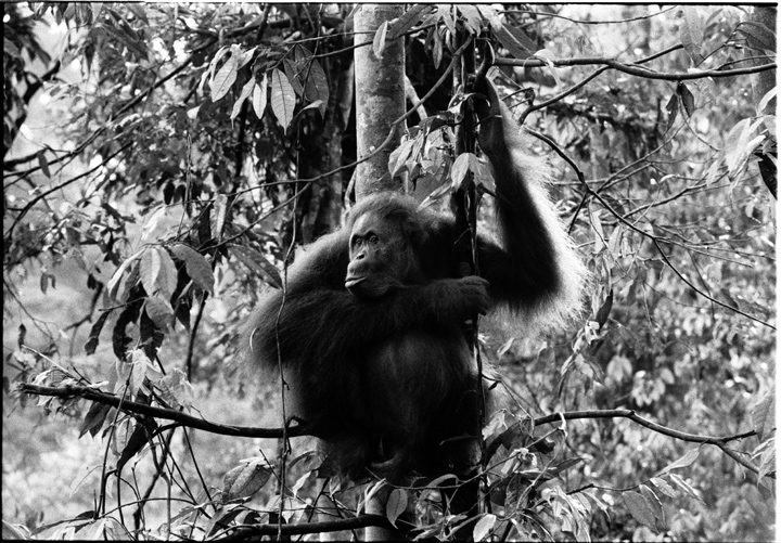 Before digital, Sumatra