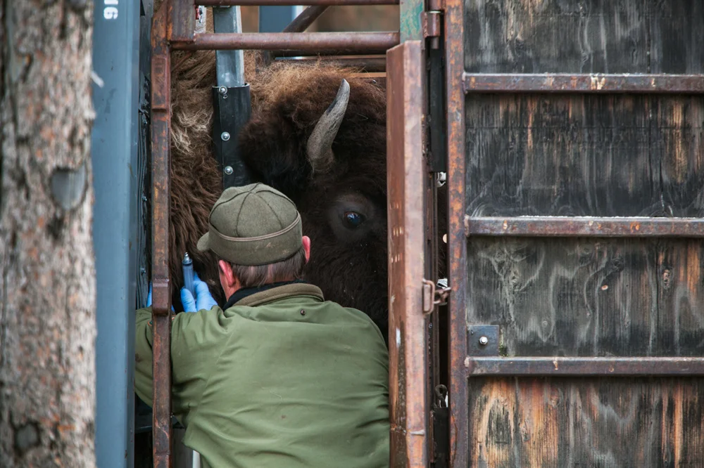 Doug Blanton taking a blood sample from a buffalo