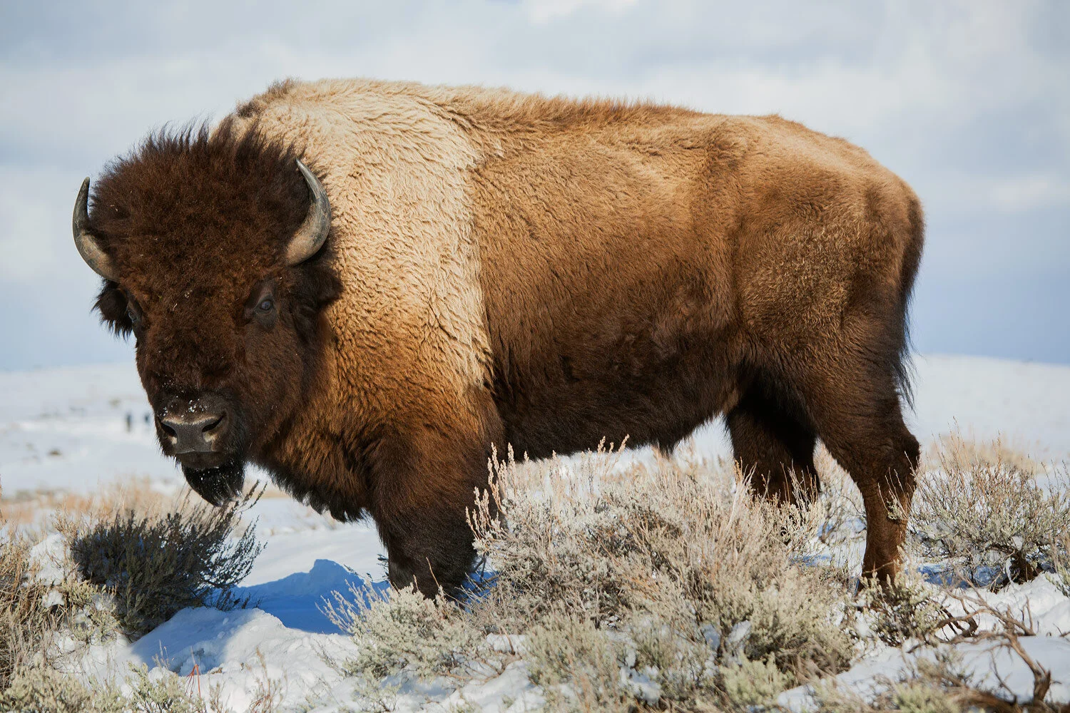 180328_Yellowstone-8595-copy.jpg