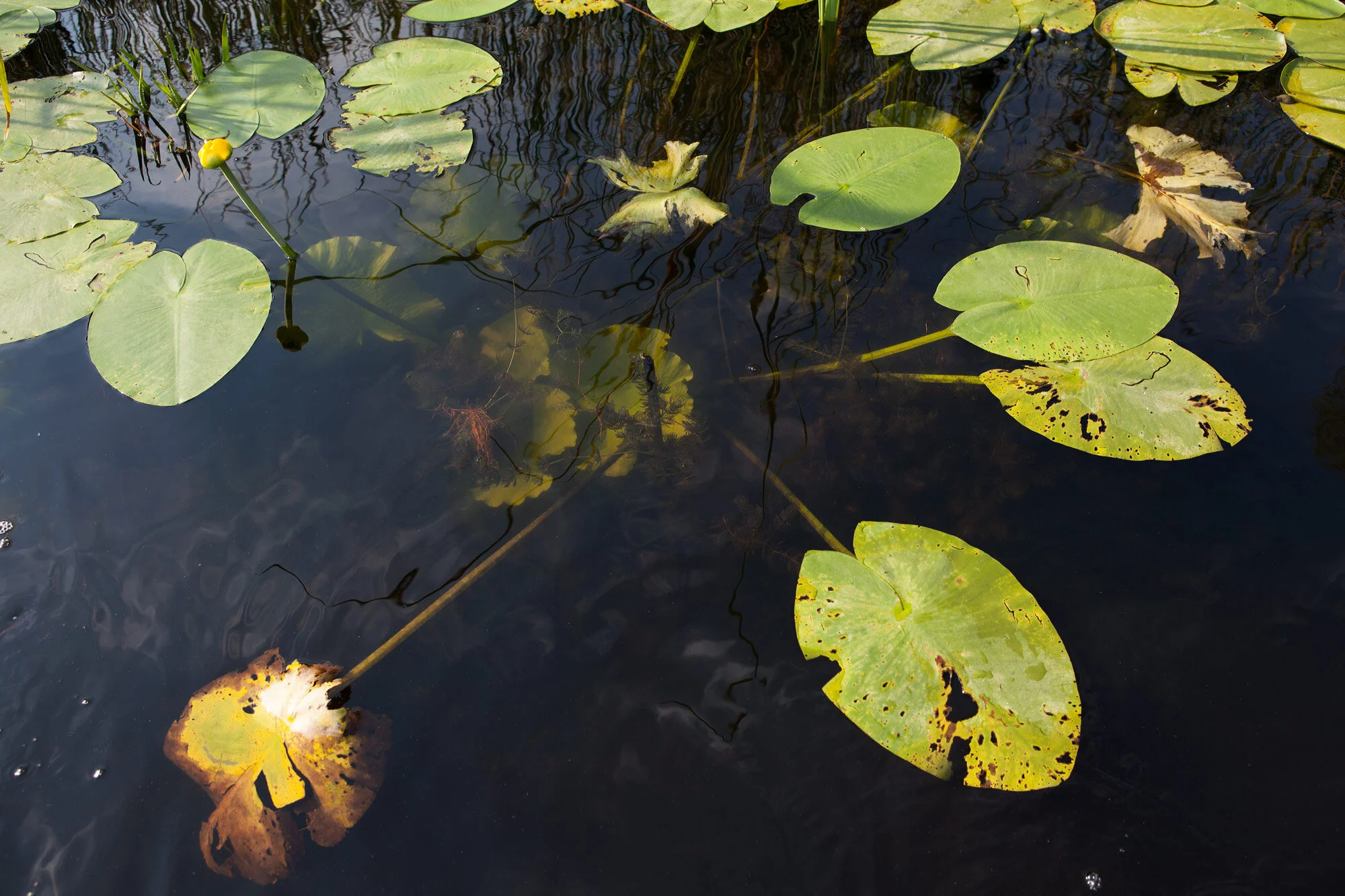Nuphar lutea pond lillies. The environment includes lakes, ponds, streamlets and channels and is characterized by rich floating and submerse flora.