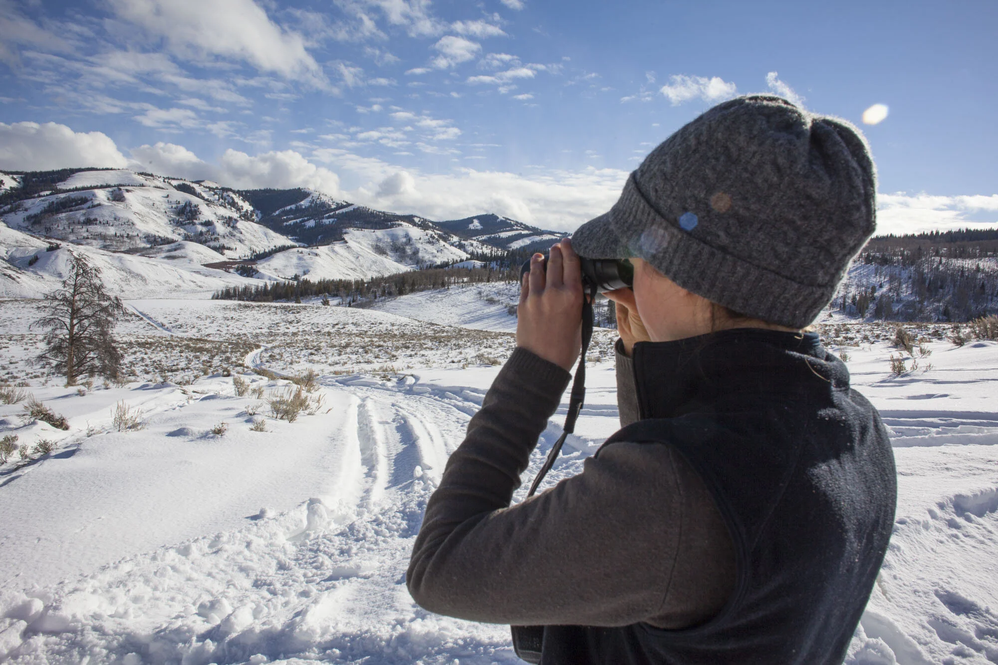 The Gros Ventre wilderness area is approximately 1200sq km. The Teton Cougar project tracks with the aid of snowmobiles to certain points and from there on foot following radio signals. Trackers and biologists will use their astute skills honed over