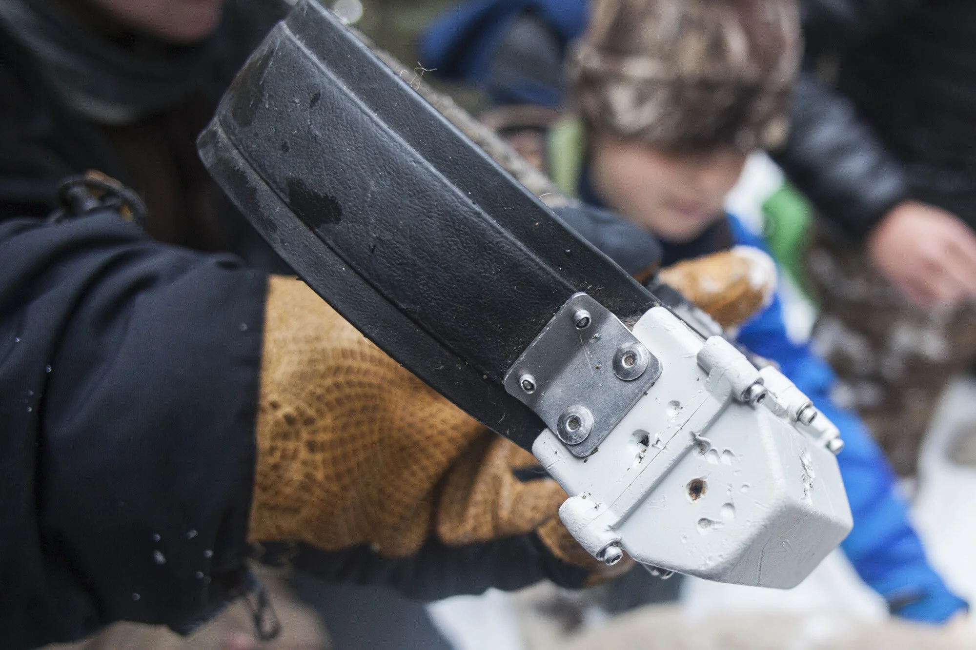 The radio collar taken from M85's neck shows the teeth marks of another cougar most probably a female during courtship. 