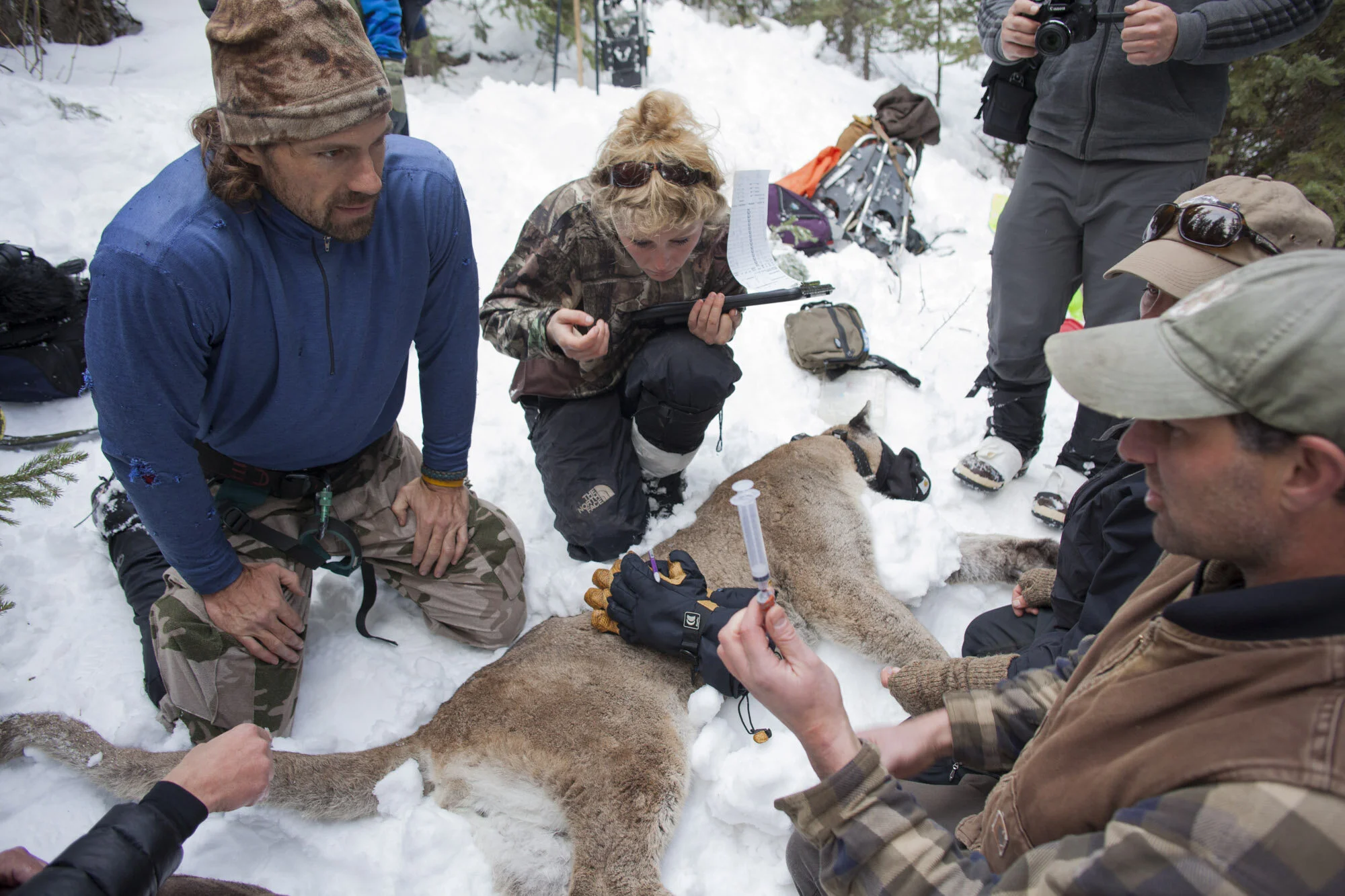 Boone Smith, big cat capture specialist & biologist with Dr Mark Elbroch director of the Teton Cougar Project and biologist Anna Kusler. Elbroch is about to take a blood sample from M85 a 7 year old large male cougar which the project has studie
