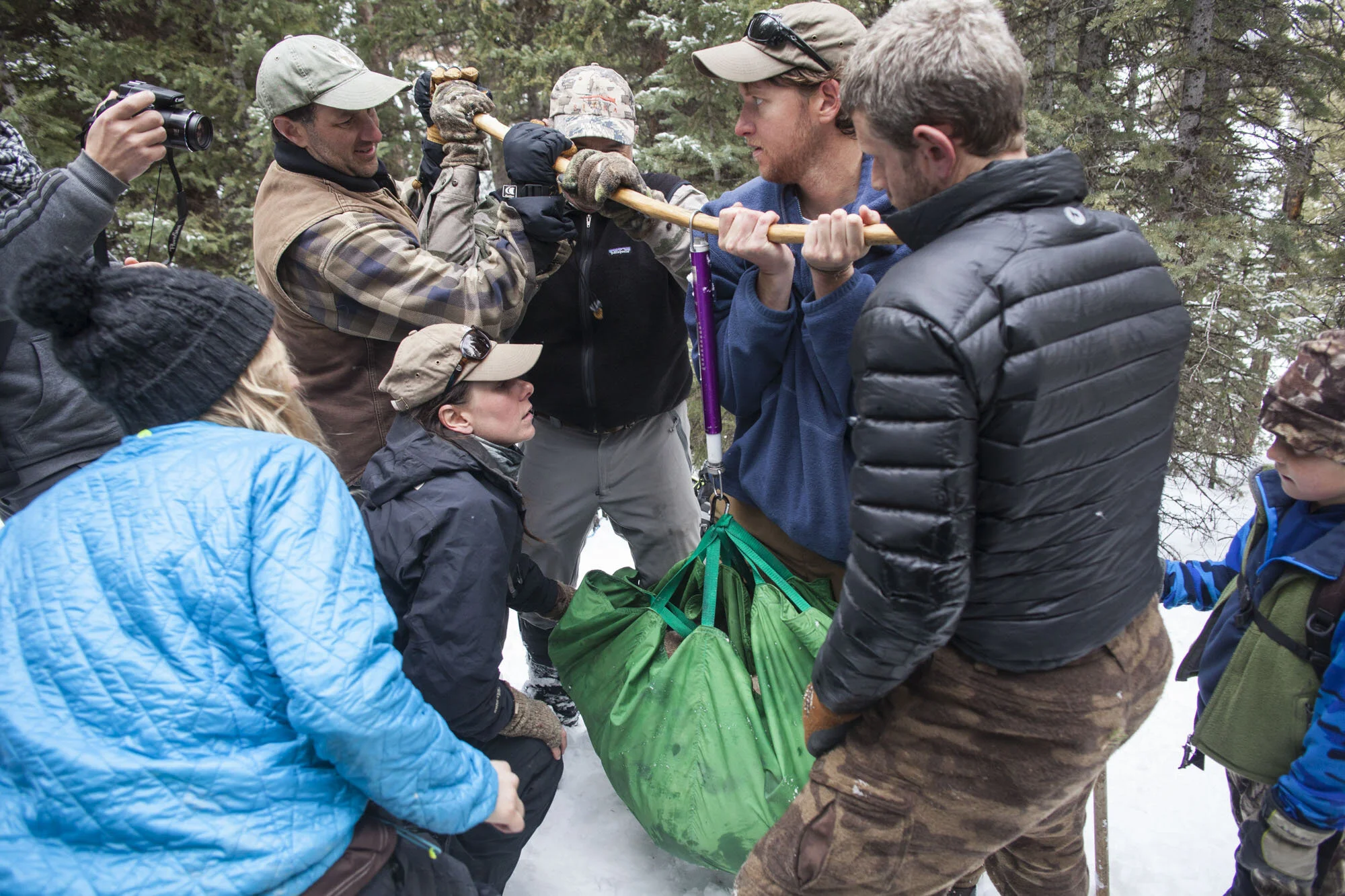 Dr Mark Elbroch and his team raise M85 off the ground to check his weight.