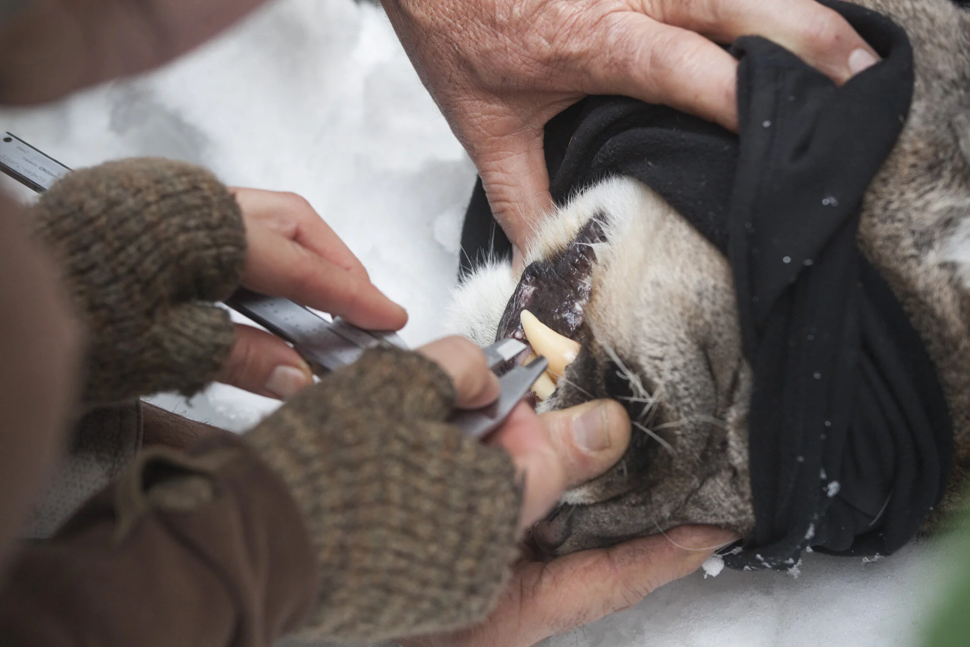 M 85 is measured from head to toe by biologists.
