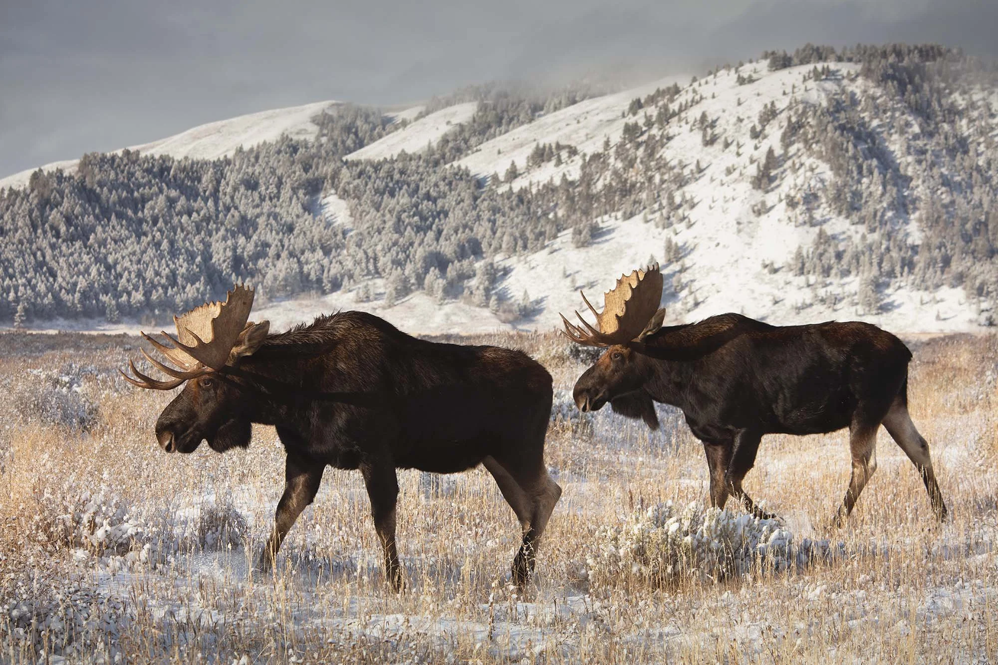 251205_Moose_GTNP-9551.jpg