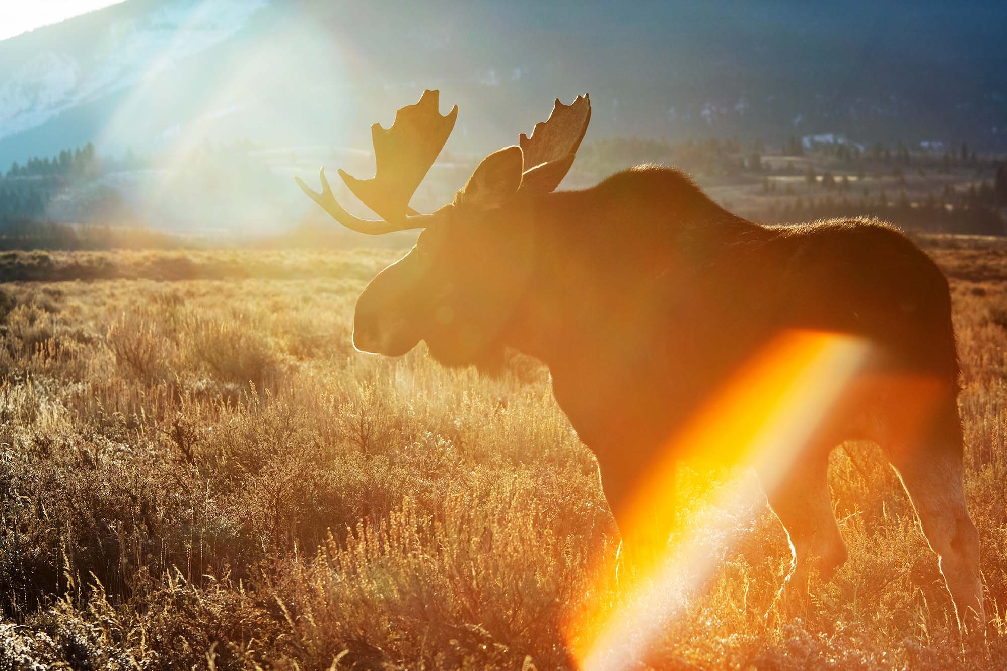 241110_GTNP_Moose-5530.jpg