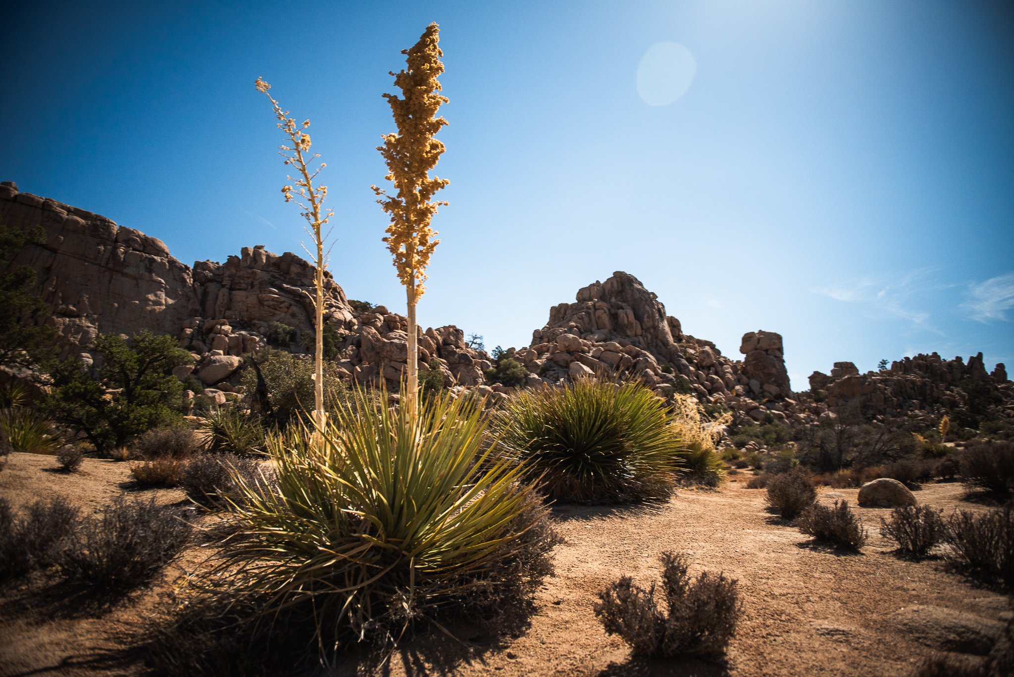 Joshua Tree-24.jpg