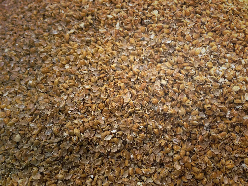 Malted Barley