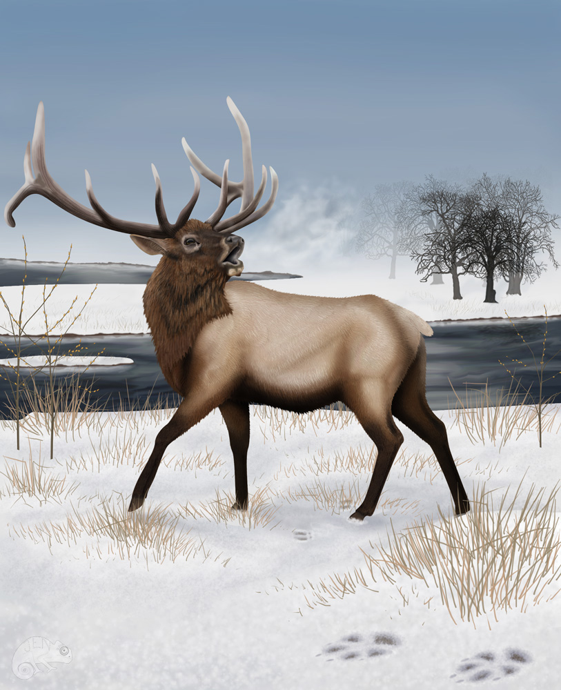   Return of the Wolf   Digital  10/19/2014   Copyright © 2014 Jen Gillies  