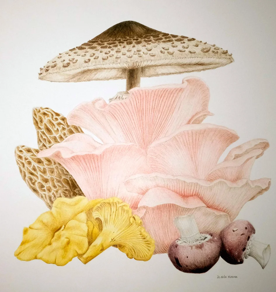 mushroom poster-small - website.jpg