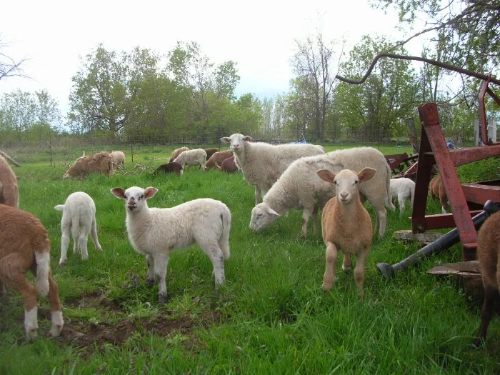 Sheep enjoying pasture...