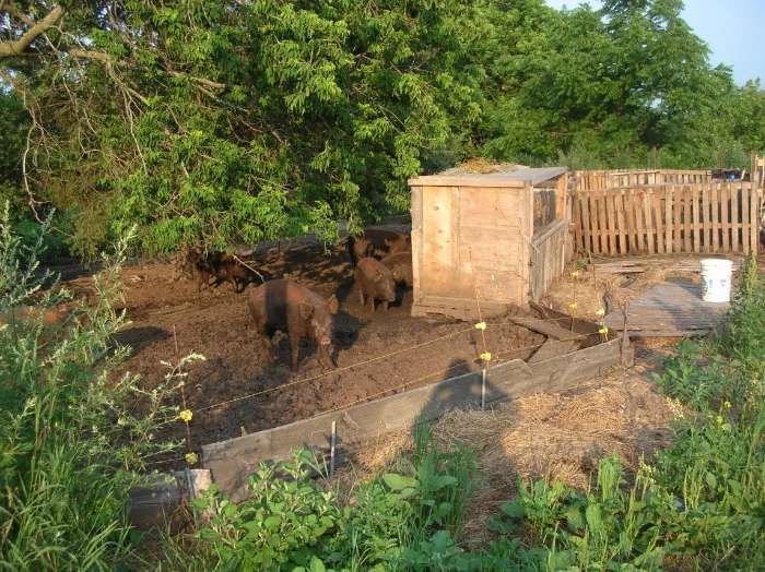 Pigs enjoying summer mud...