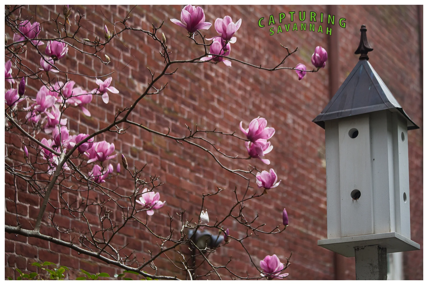 ©2014 Capturing Savannah_Spring-flwrs.3.jpg
