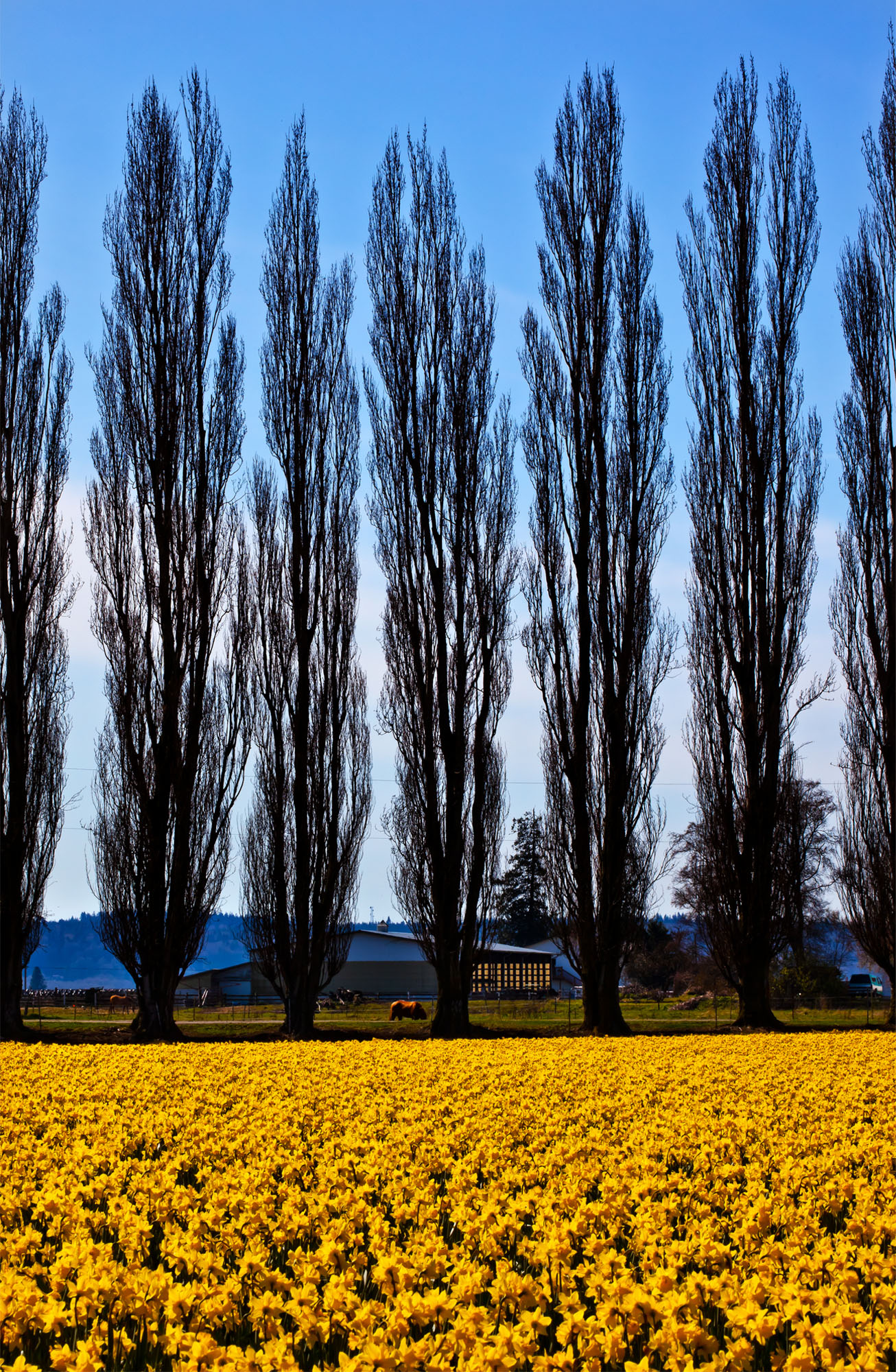 Skagit Valley