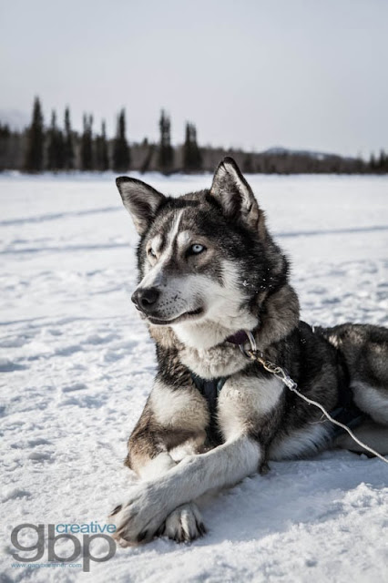 20130222_Rob_Yukon_Trip_DS_GBP_037_web.jpg