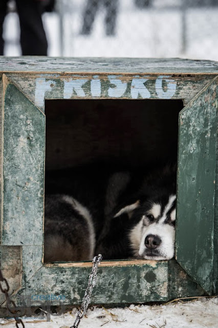 20130222_Rob_Yukon_Trip_DS_GBP_078_web.jpg
