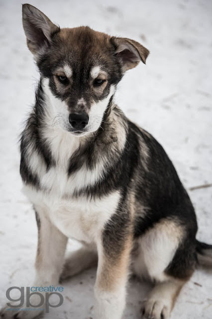20130222_Rob_Yukon_Trip_DS_GBP_094_web.jpg