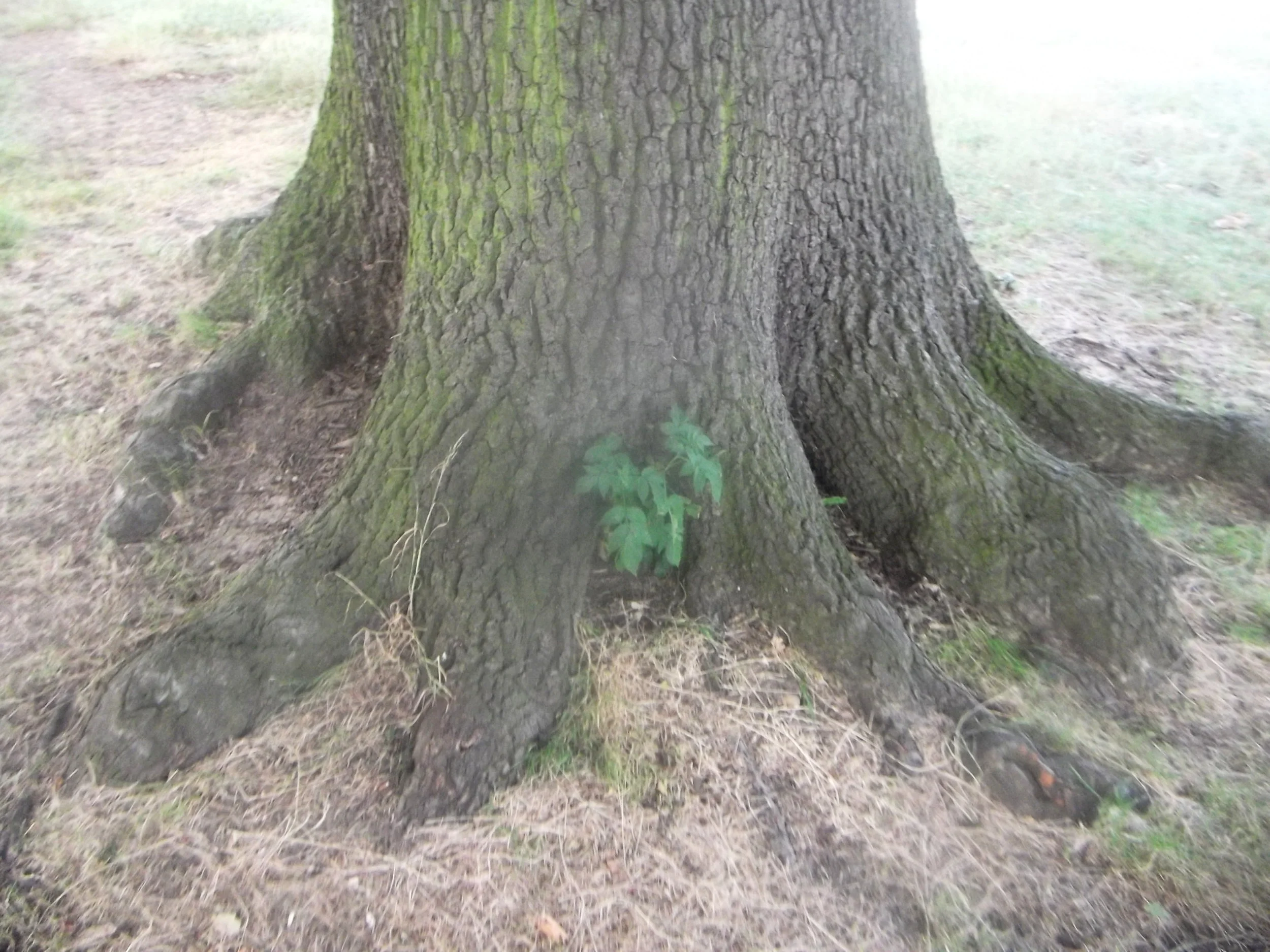 DSCF4418.JPG