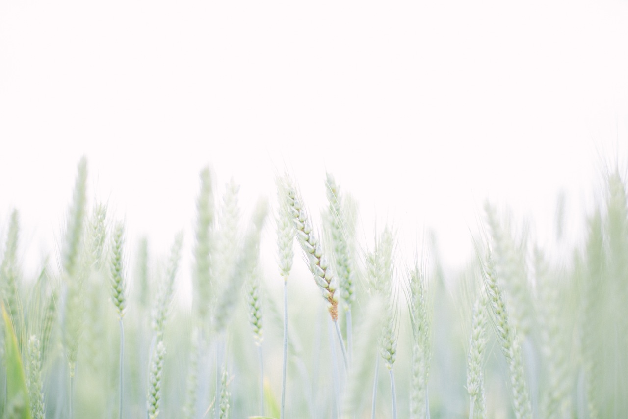 Jonya Streeper Photography 2014-8.jpeg