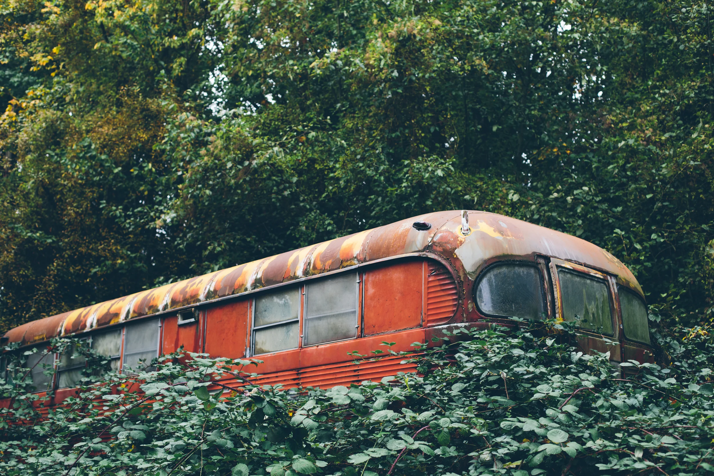 Jonya Streeper Photography-inthebushes.jpg