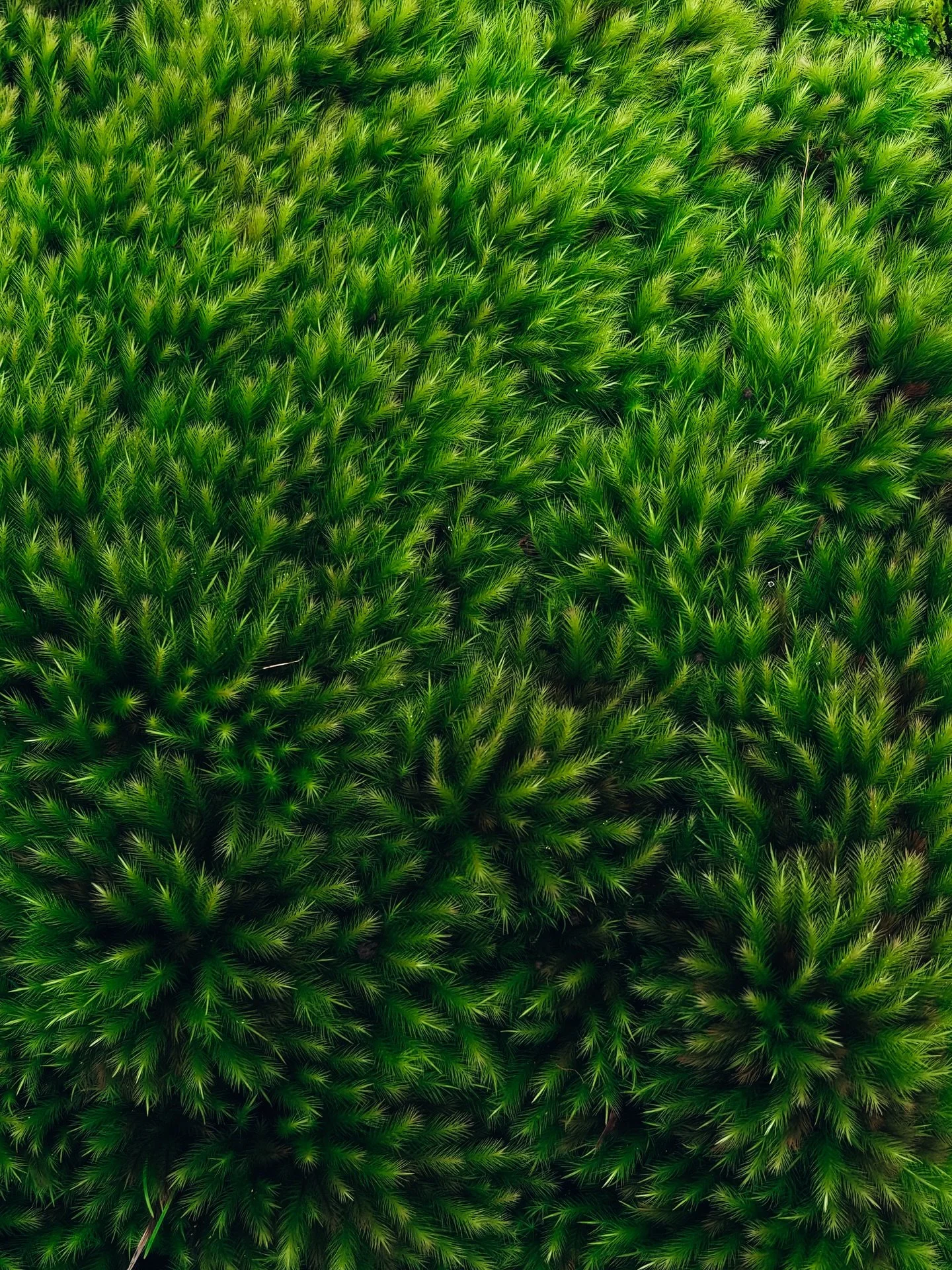 A beautiful final day exploring Arashiyama and the Hozugawa river π΅π