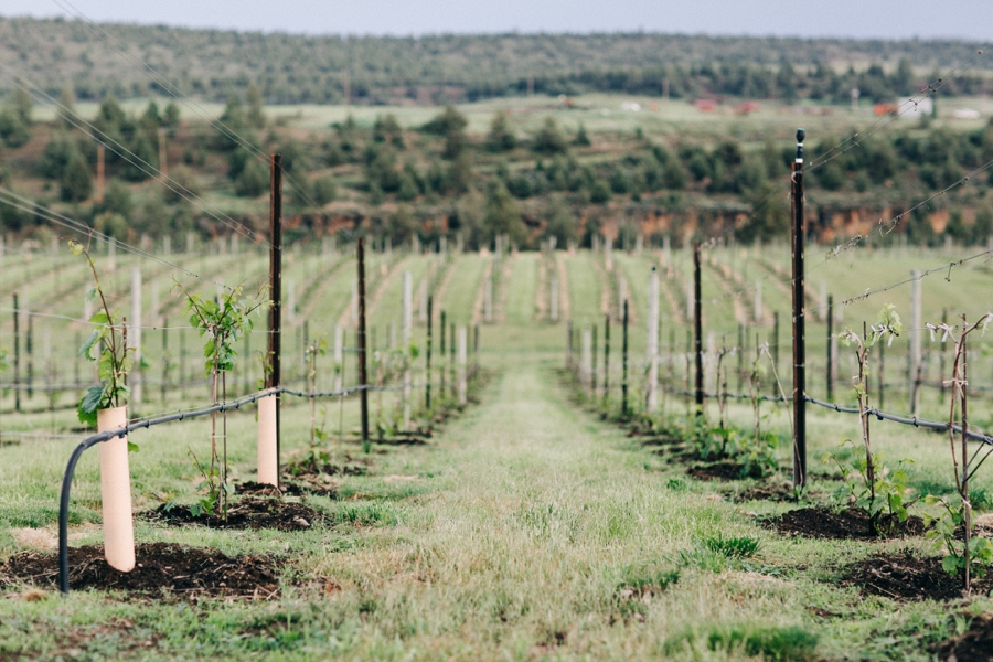 07_HopeFaithandCharityVineyards_Terrebone_Oregon_Wedding_Photo.JPG