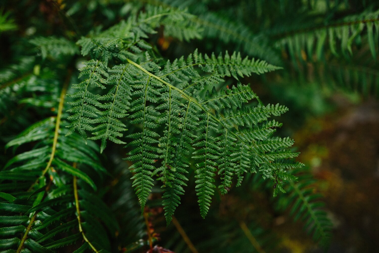 Wahclella_falls_oregon_intimate_elopement_wedding_photo_30.JPG