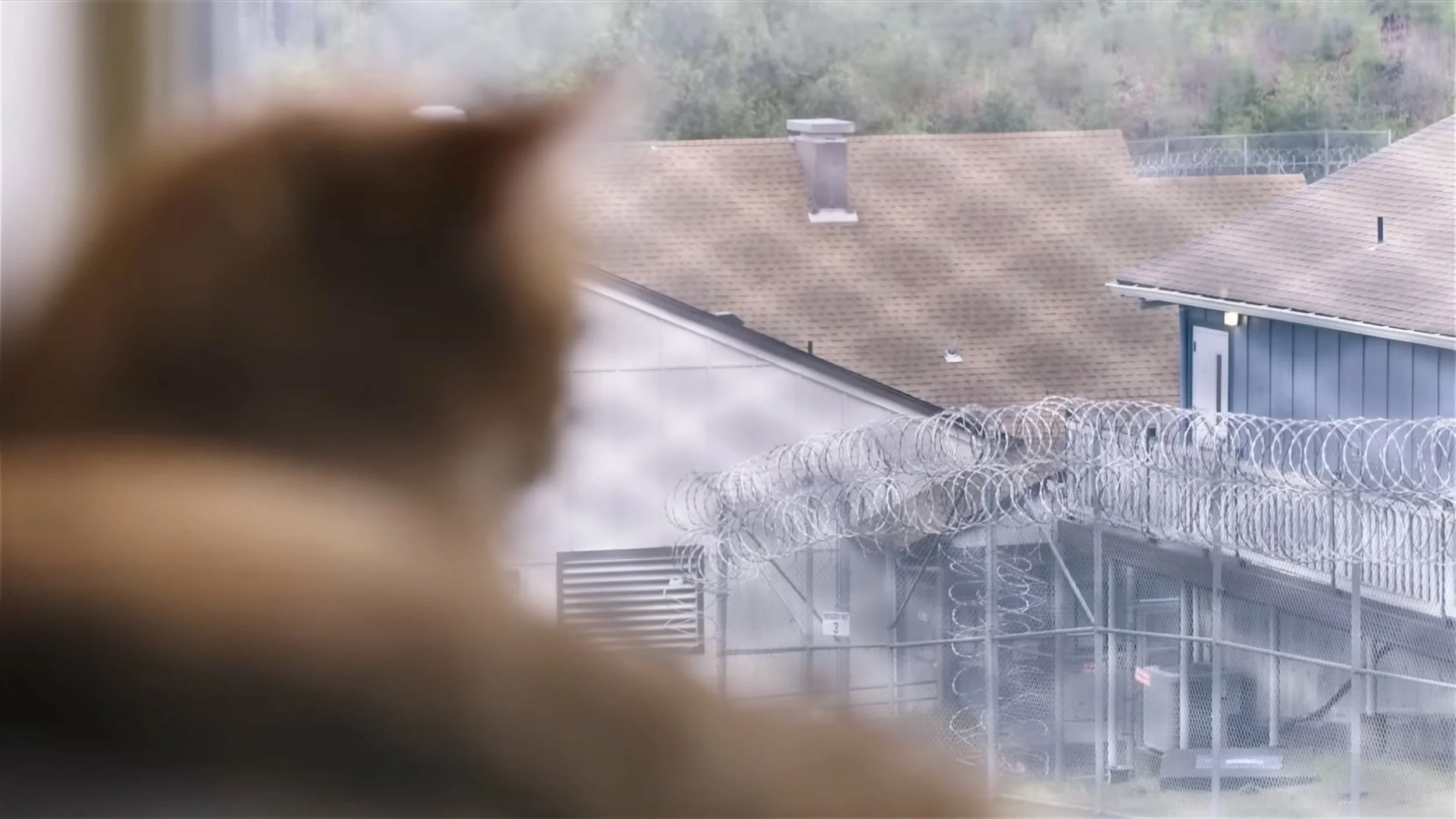 EP 1 | PRISON CAT, GALILEO | THE CATS THAT RULE THE WORLD | SHEBA®