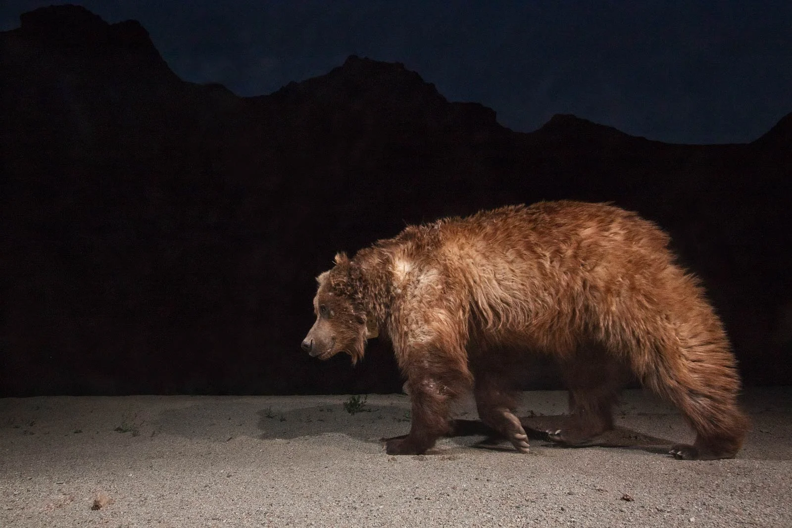 This large male was documented visiting all three oases in the Gobi A preserve, evidence that the bears are still breeding across their range. Douglas Chadwick has traveled to some of the world’s most remote corners to report stories for National Geographic. Both he and photographer Joe Riis are trained wildlife biologists.