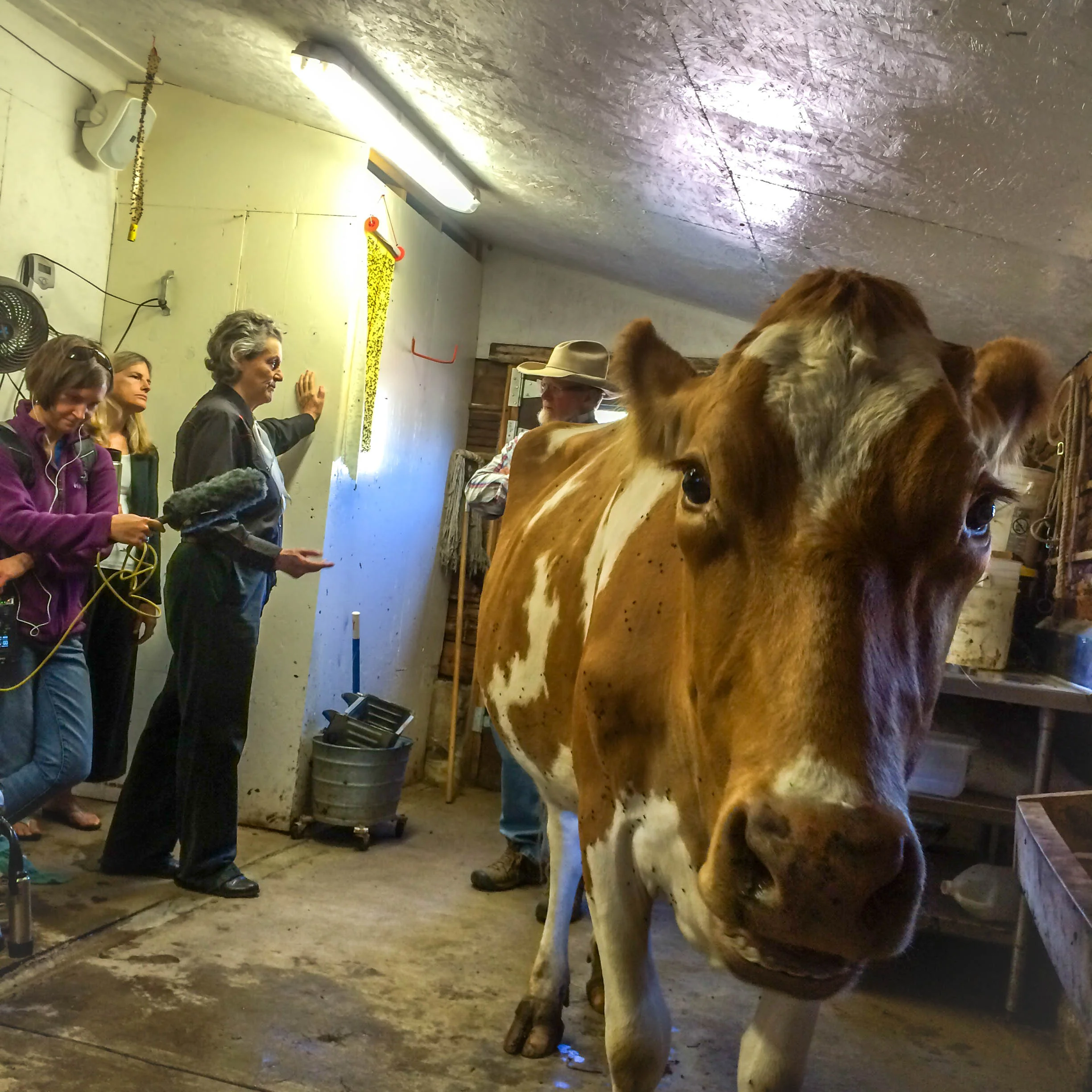 Photo of "Ruby" the dairy cow and from left to right; Marci Krivonen from Aspen Public Radio, Sally Bernard from Ascendigo, Dr. Temple Grandin from Colorado State University and Brook LeVan from Sustainable Settings. Photo by Rob Hollis from Green Line Architects.