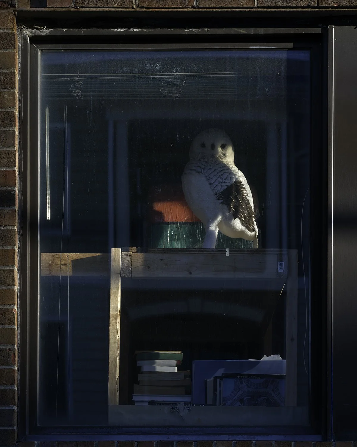 20251005 DSCF7072 1200 x 1500 crop.jpg