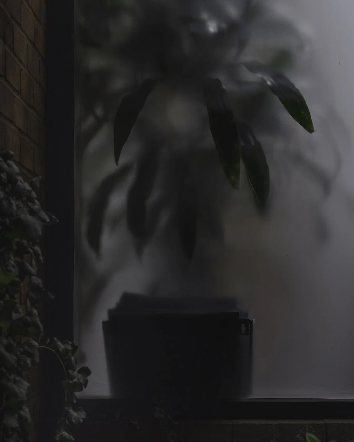 20250930 DSCF6799 1200 x 1500 crop.jpg