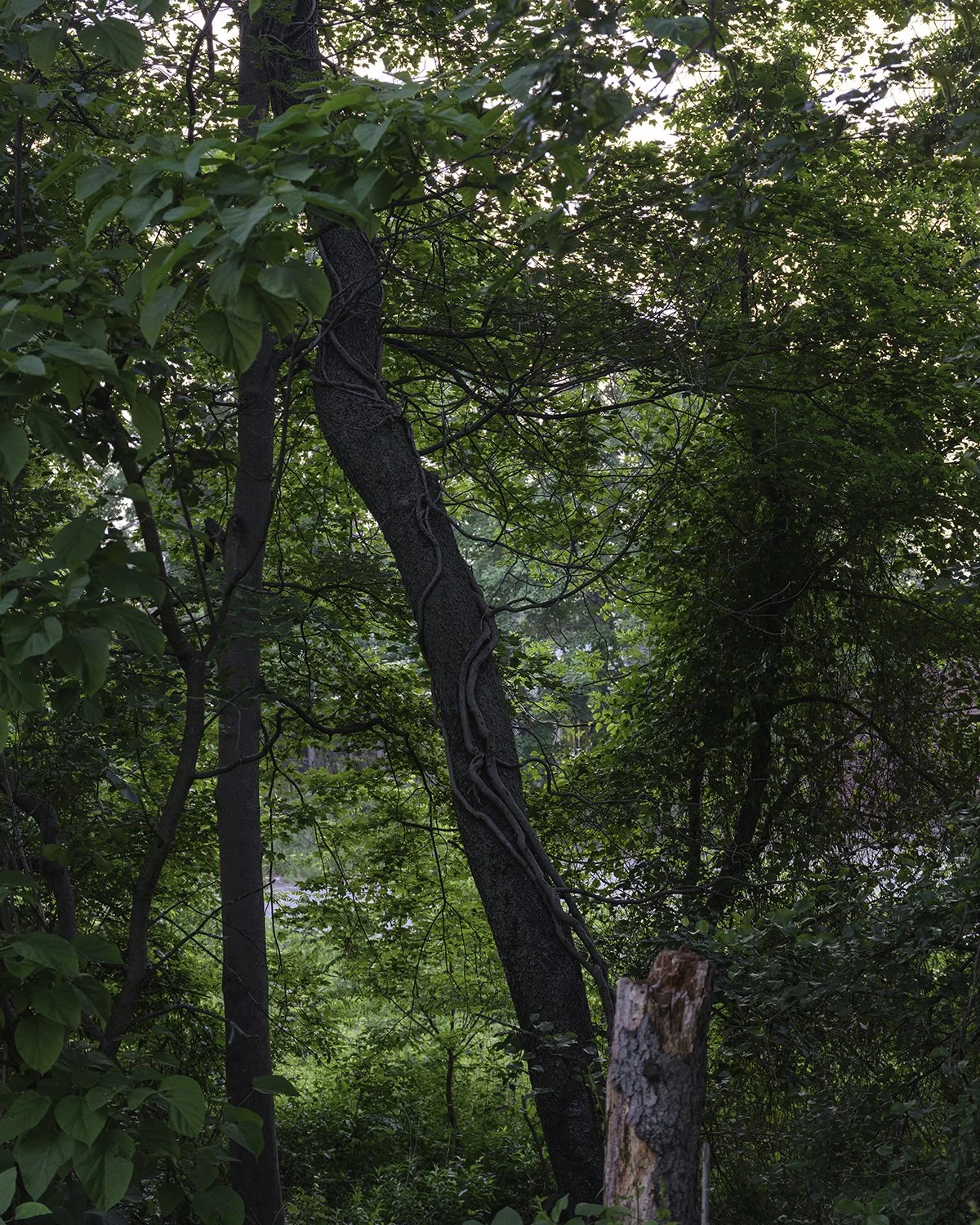 20250606 DSCF1892 1200 x 1500 crop.jpg