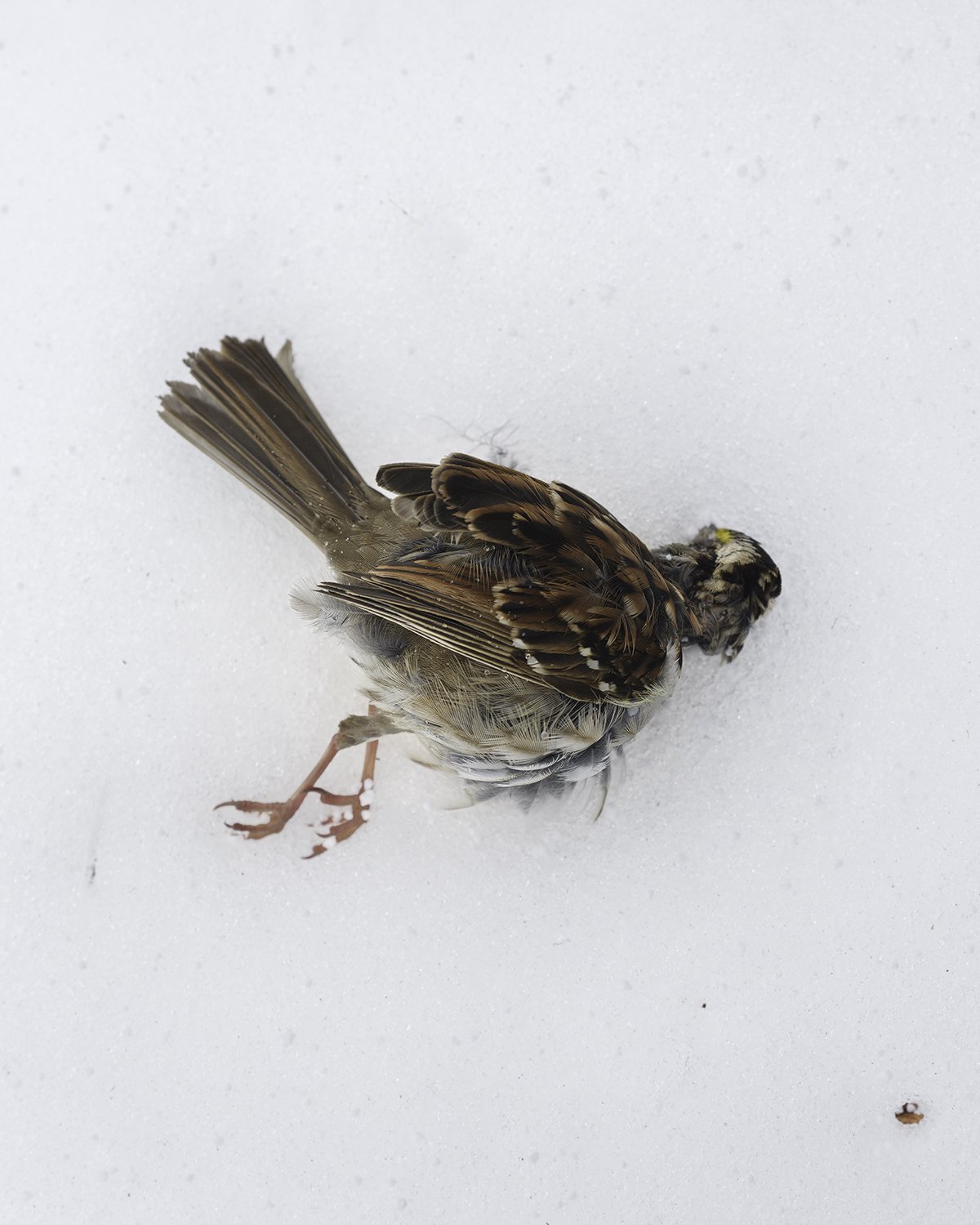 20260217 DSCF3553 1200 x 1500.jpg