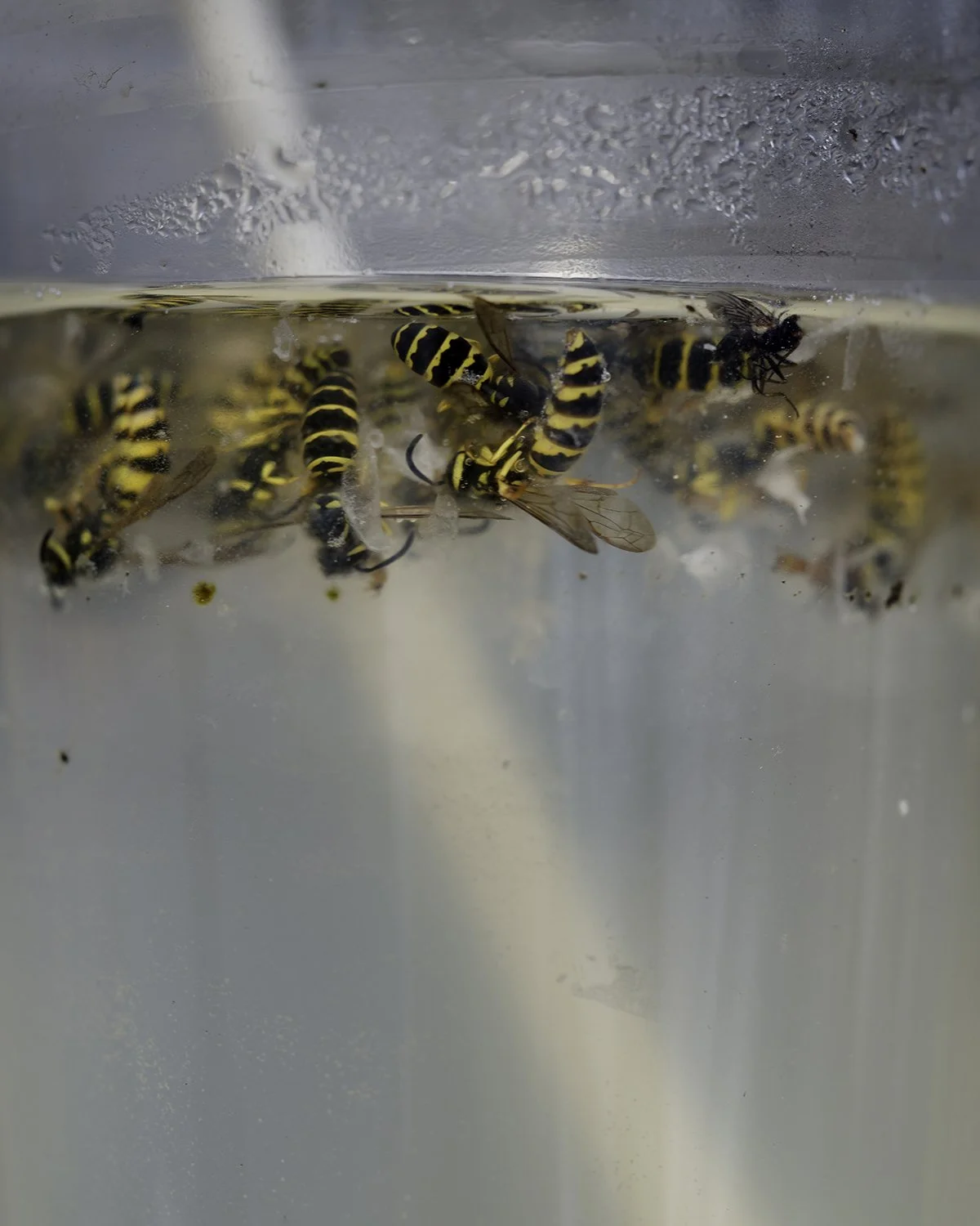 20251025 DSCF0624 1200 x 1500 crop.jpg