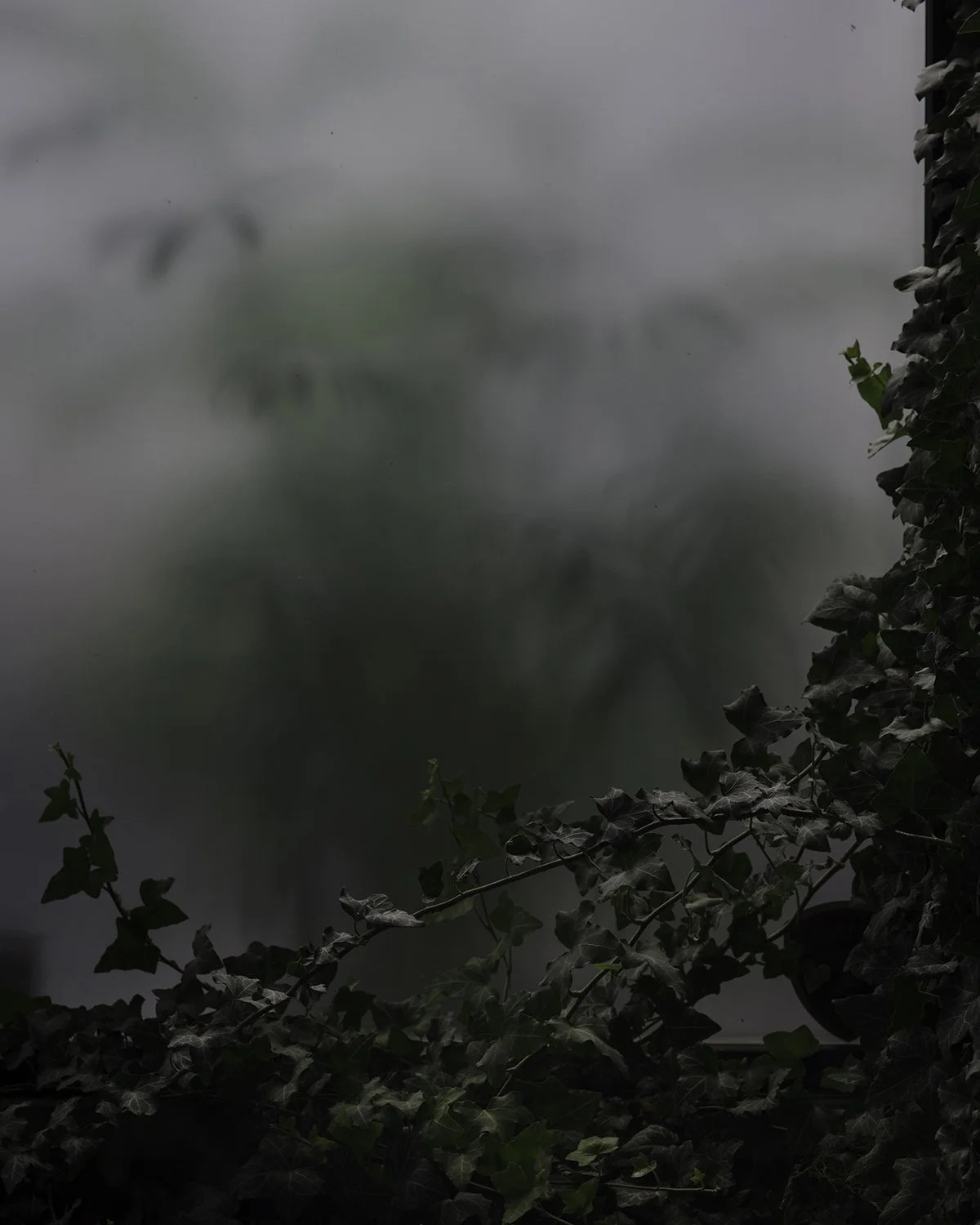 20250930 DSCF6793 1200 x 1500 crop.jpg