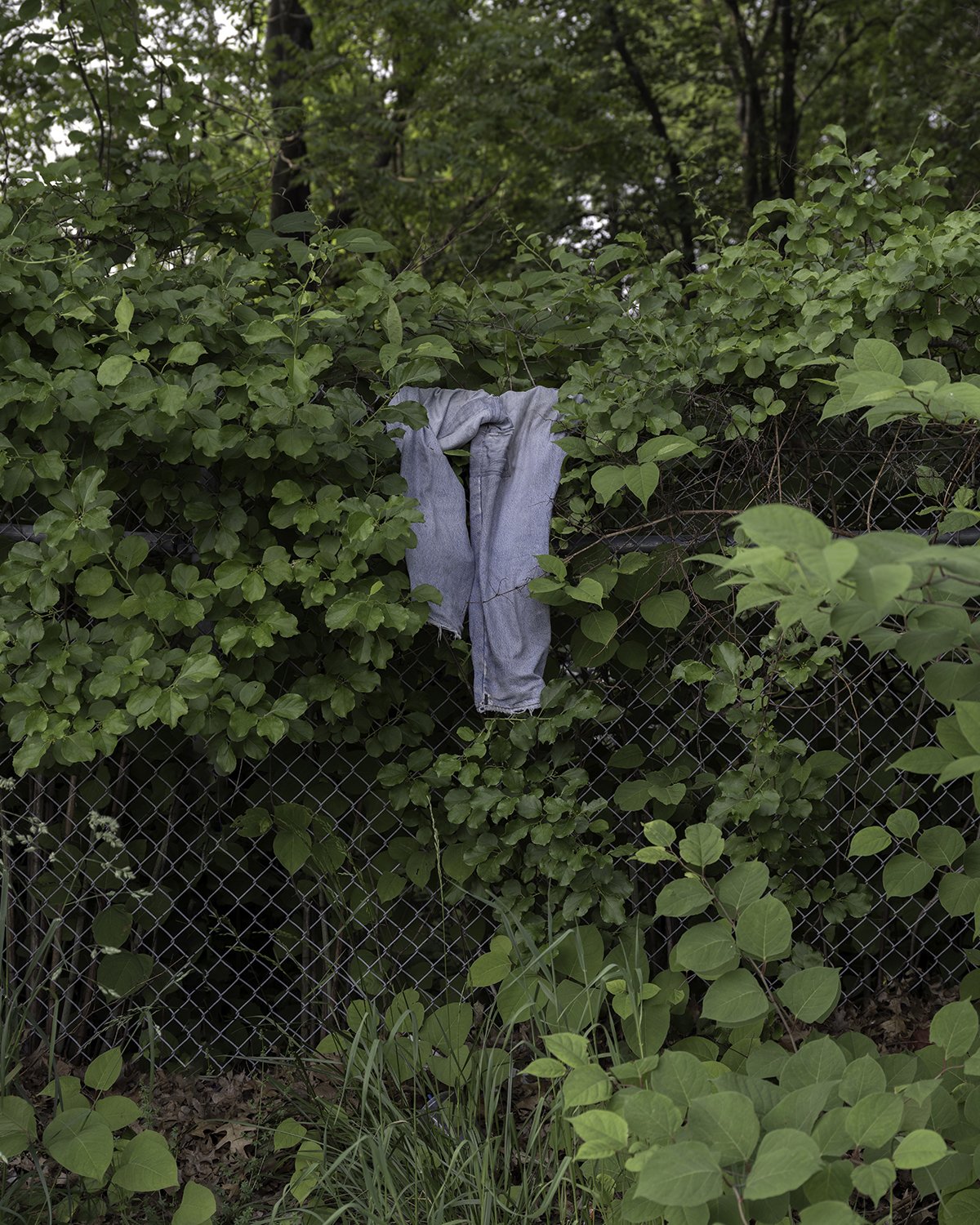 20250604 DSCF1683 1200 x 1500 crop.jpg