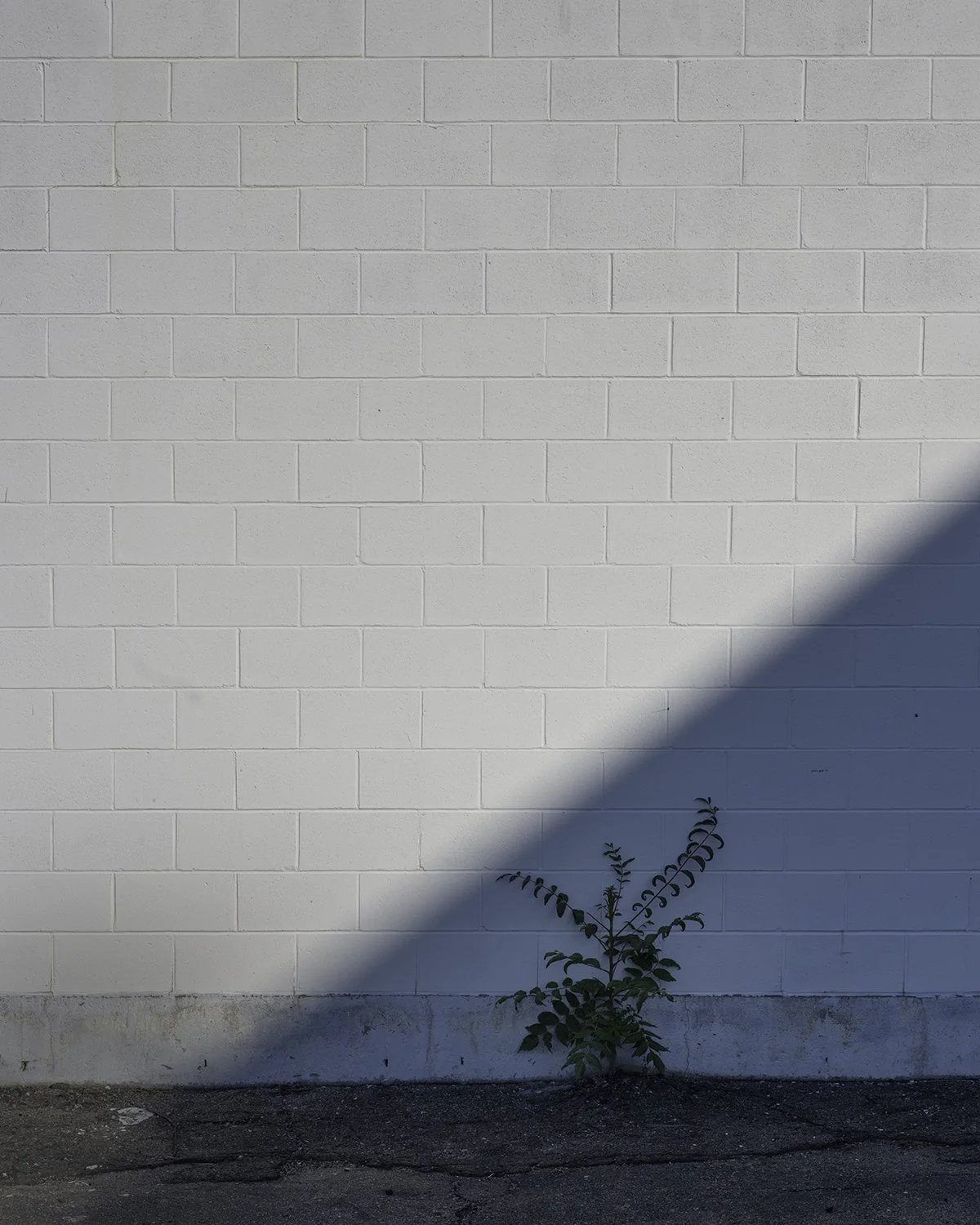 20250703 DSCF3194 1200 x 1500 crop.jpg