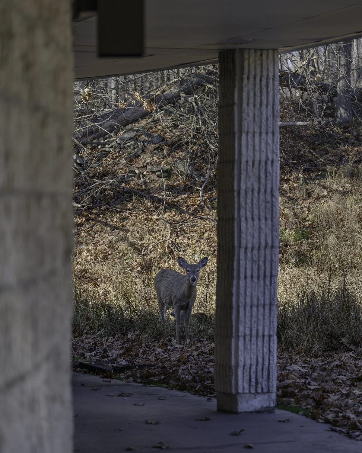 20251119 DSCF2046 1200 X 1500.jpg